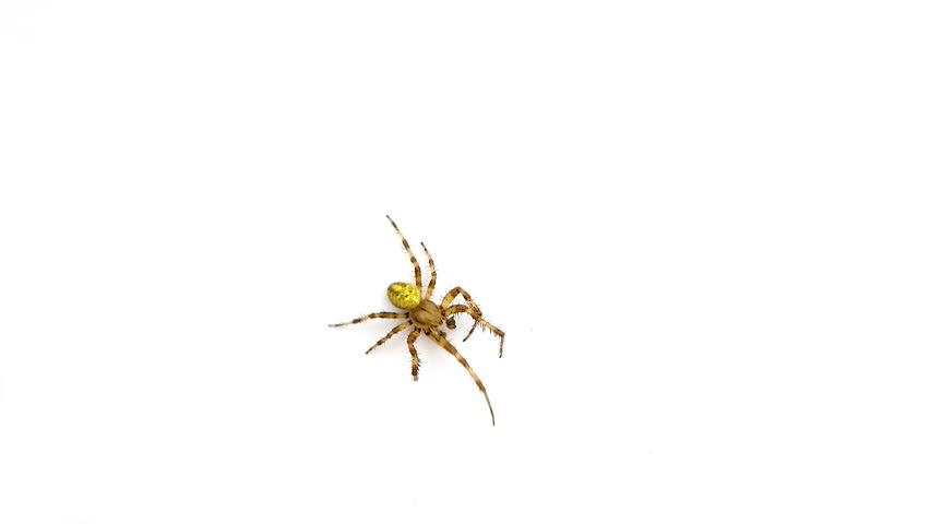 Spiders can crawl and jump. Тест паук. Dog on Screen Snake on Screen Skeleton on Screen Spider on Screen Cockroach on Screen