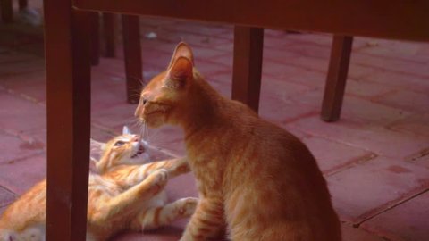 two young identical red cat playing with each other