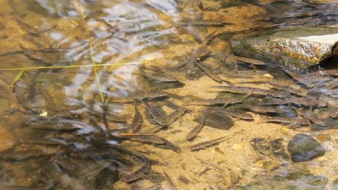 Small fish in river