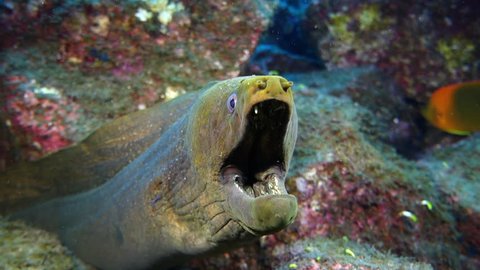 Large green moray eel in rocks with mouth open - Socorro.