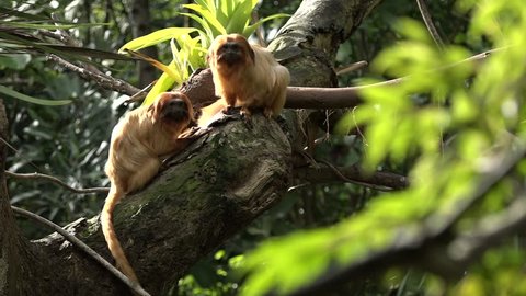 Two Golden Lion Tamarin (Leontopithecus rosalia) Primate social grooming on a tree in a rain forest. Native to the Atlantic coastal forests of Brazil, the Golden Lion Tamarin is an endangered species