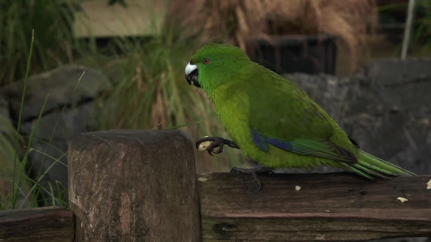 Red-crowned parakeet bird eating food  on a fence is a small parrot from New Zealand.