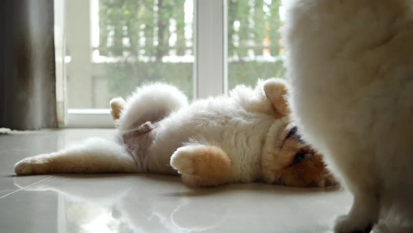 slow motion pomeranian dog licking cleaning face of couple love animal, lovely pets in home