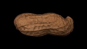 Realistic render of a rotating peanut pod on black background. The video is seamlessly looping, and the object is 3D scanned from a real peanut.
