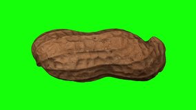 Realistic render of a rotating peanut pod on green background. The video is seamlessly looping, and the object is 3D scanned from a real peanut.
