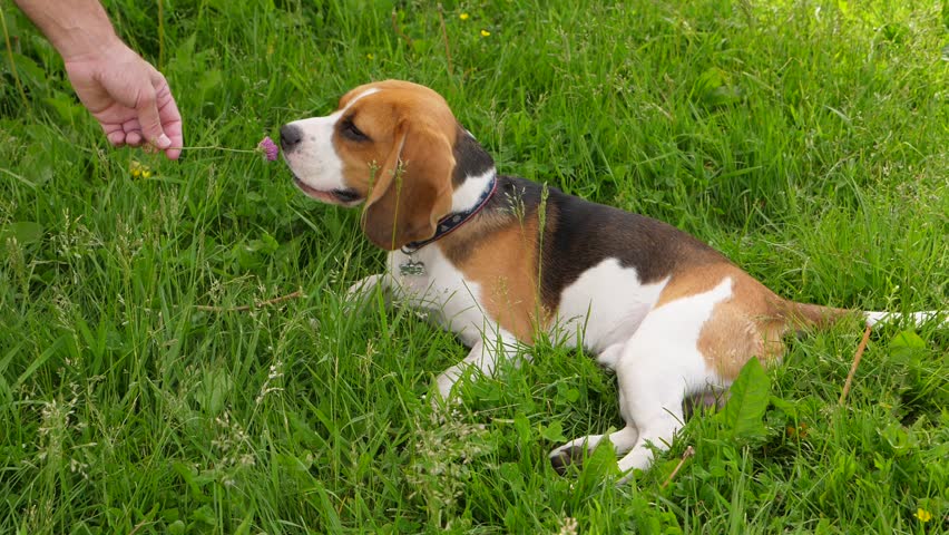 Cute beagle dog sniffing and chewing grass and flower | Shutterstock HD Video #1014015401