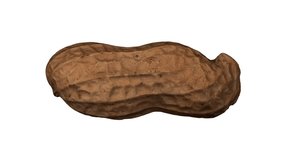 Realistic render of a rotating peanut pod on white background. The video is seamlessly looping, and the object is 3D scanned from a real peanut.
