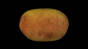 Realistic render of a rotating melody potato on black background. The video is seamlessly looping, and the object is 3D scanned from a real potato.
