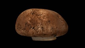 Realistic render of a rotating chestnut mushroom on transparent background (with alpha channel). The video is seamlessly looping, and the 3D object is scanned from a real mushroom.
