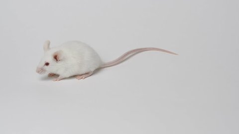 white laboratory mouse on a white background