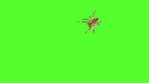 Spider crawls on the screen on a green background. One click selection and overlay in the video editor.