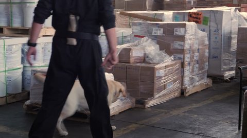 police labrador dog is searching the drug, search warehouse