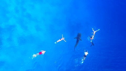 Top down view on snorkeling 
vacationers in cristal clear water with an amazing calm and young whaleshark in the Maldives on a sunny day out in open water. 4k