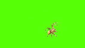 Funny spider crawls on the screen on a green background. Logo screensaver. One click selection and overlay in the video editor.
