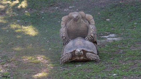 giant tortoises mating 