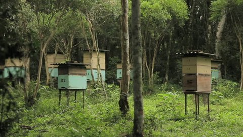 Honey production bee hives in a preserved environment. African bees. Fixed angle in a tripod. Frei Rogério, Santa Catarina / Brazil