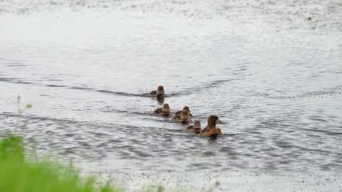 Mallard duck family on the pond
