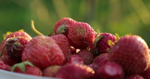 natural and fresh strawberries closeup video 4k