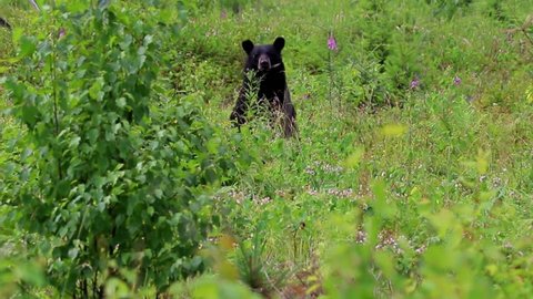 Black bear grazing and notices me and runs away 