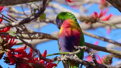 Close-up of a Rainbow Lorikeet (Trichoglossus haematodus) - a colourful, medium-sized Australian parrot - in a Coral Tree (Erythrina sykesii) in Perth, Western Australia.