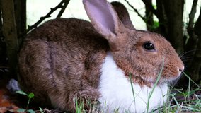 Cute brown rabbit lie down on grass in forest Thailand, UHD 4K video