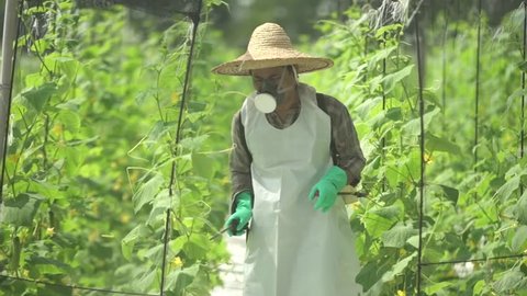 Woman With A Face Protection Spraying A Plantation - Medium Shot