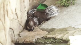 Porcupine. Animal in the zoo