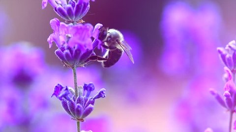 Honey Bee on Lavender. Honeybee working on Growing Lavender Flowers field closeup. Macro. Slow motion 240 fps. Blooming Violet fragrant lavender flowers on a field, close up. 4K UHD video