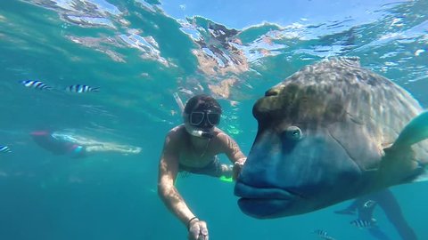 Man snorkeling with giant fish humphead wrasse (Napoleon). Location Australia