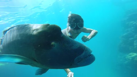 Selfie of a man snorkeling with giant fish humphead wrasse (Napoleon). Location Australia