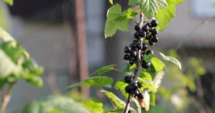 black currant on a branch in the summer