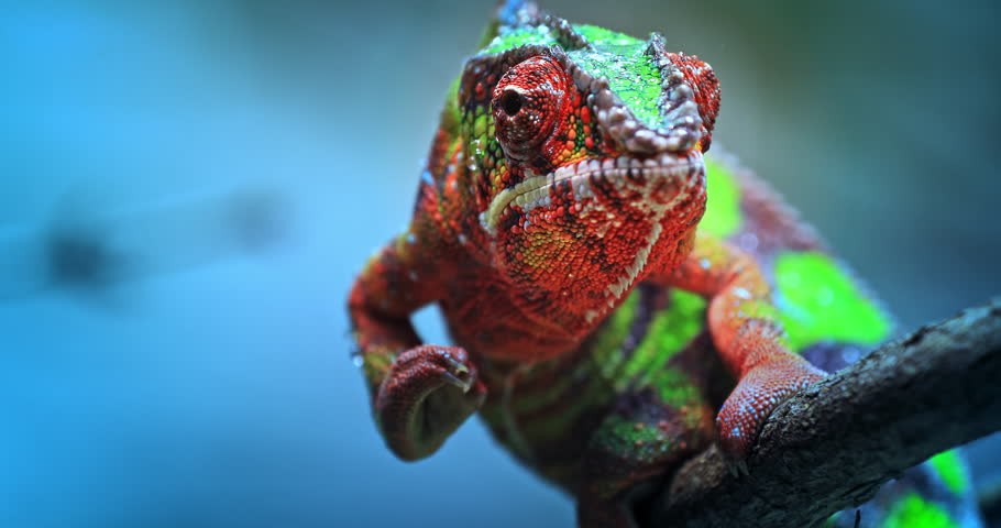 Chameleon exotic reptile and beautiful tropical lizard with vivid and colorful skin crawling slowly on tree branch toward camera Royalty-Free Stock Footage #1014050279