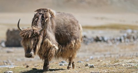 Big beautiful wild yak with brown thick long fur walks toward camera in wilderness of Himalaya mountains in northern India. Traveling to Tibet and Ladakh video background