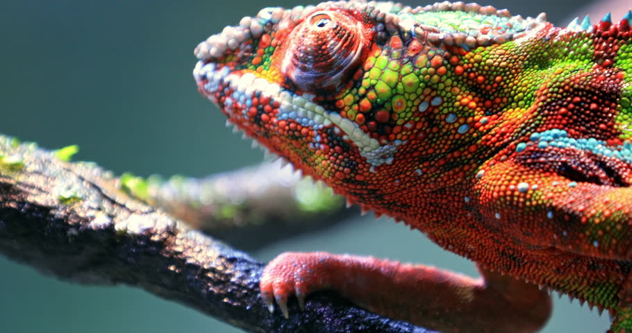 Close up macro view of detailed skin texture of colorful chameleon lizard | Shutterstock HD Video #1014050501