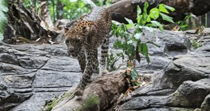 Spotted Jaguar walks inside jungle forest on fallen tree trunk. Wild panther slow motion video