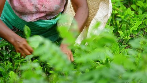 Local ethnic woman picking tea leaves on plantation in Sri Lanka