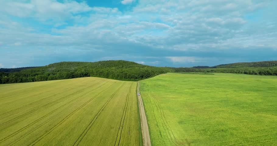  Field of wheat and blue sky