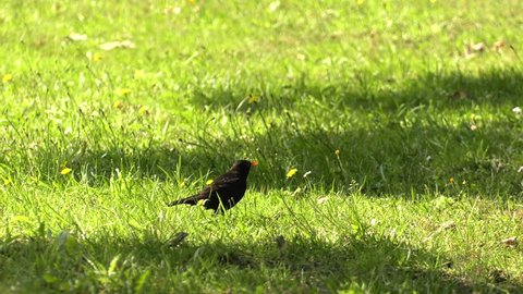Black blackbird in the grass. Park.4K, UHD, 50p,Panning,Closeup, 						