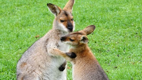 Wallaby kangaroos embrace in a field in Australia.