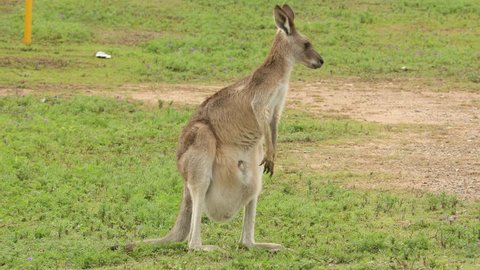 Kangaroos with baby joey in pouch graze in an open field in Australia.