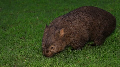 Close up of a wombat walking at night in Australia.