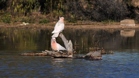 Two Major Mitchell cockatoos sit on a branch and drink from a pond.