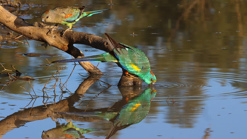 A colorful mulga parrot drinks from a pond in Australia.