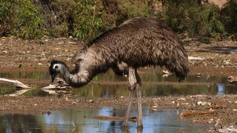 An Australian emu walks and drinks in a pond.