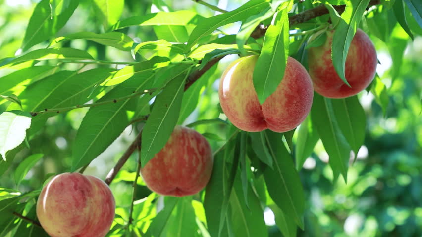 Peach Tree Red Peaches Stock Footage Video (100% Royalty-free 