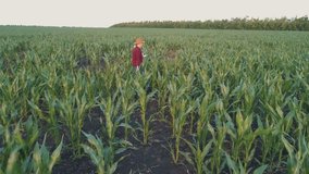 farmer monitors the corn crop. Aerial survey. Corn field top view. 4K slow motion video