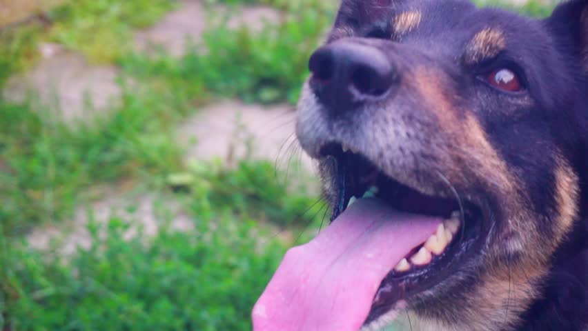portrait of a funny adult dog