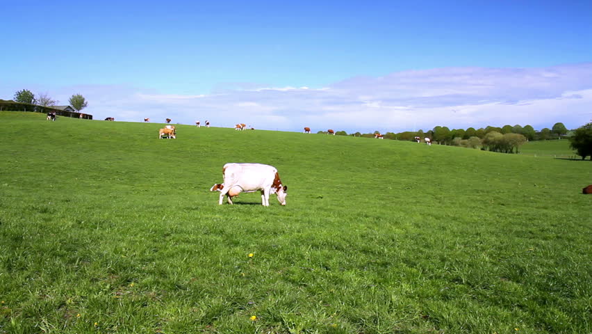 Cows on the field in the Luxembourg countryside.