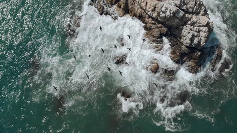 Aerial view of birds that start flying when ocean wave hits the rocks