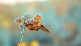 two butterflies mate. Large Tortoiseshell, Nymphalis polychloros butterfly. brown butterfly sits on lifestyle a slow motion video. butterfly on nature concept